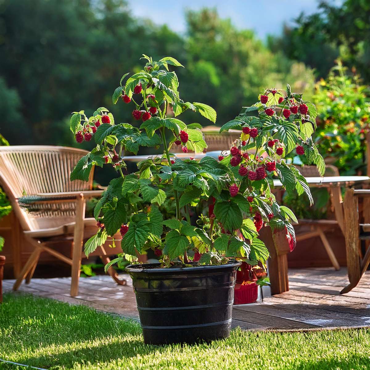 Fruit Trees Himbeerpflanze - 4 Stk - Rubus Idaeus 'Malling Promise' - Höhe 50-60Cm - ⌀15Cm 