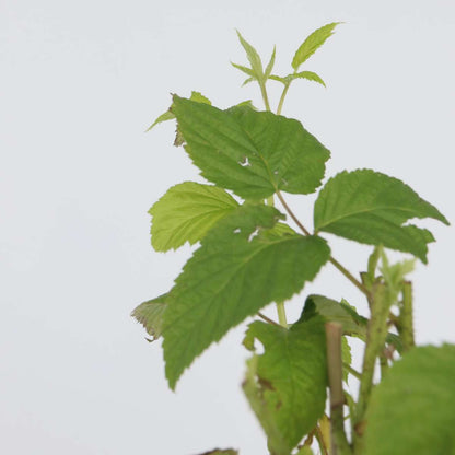 Fruit Trees Himbeerpflanze - 2 Stk - Rubus Idaeus 'Malling Promise' - Höhe 50-60Cm - ⌀15Cm 