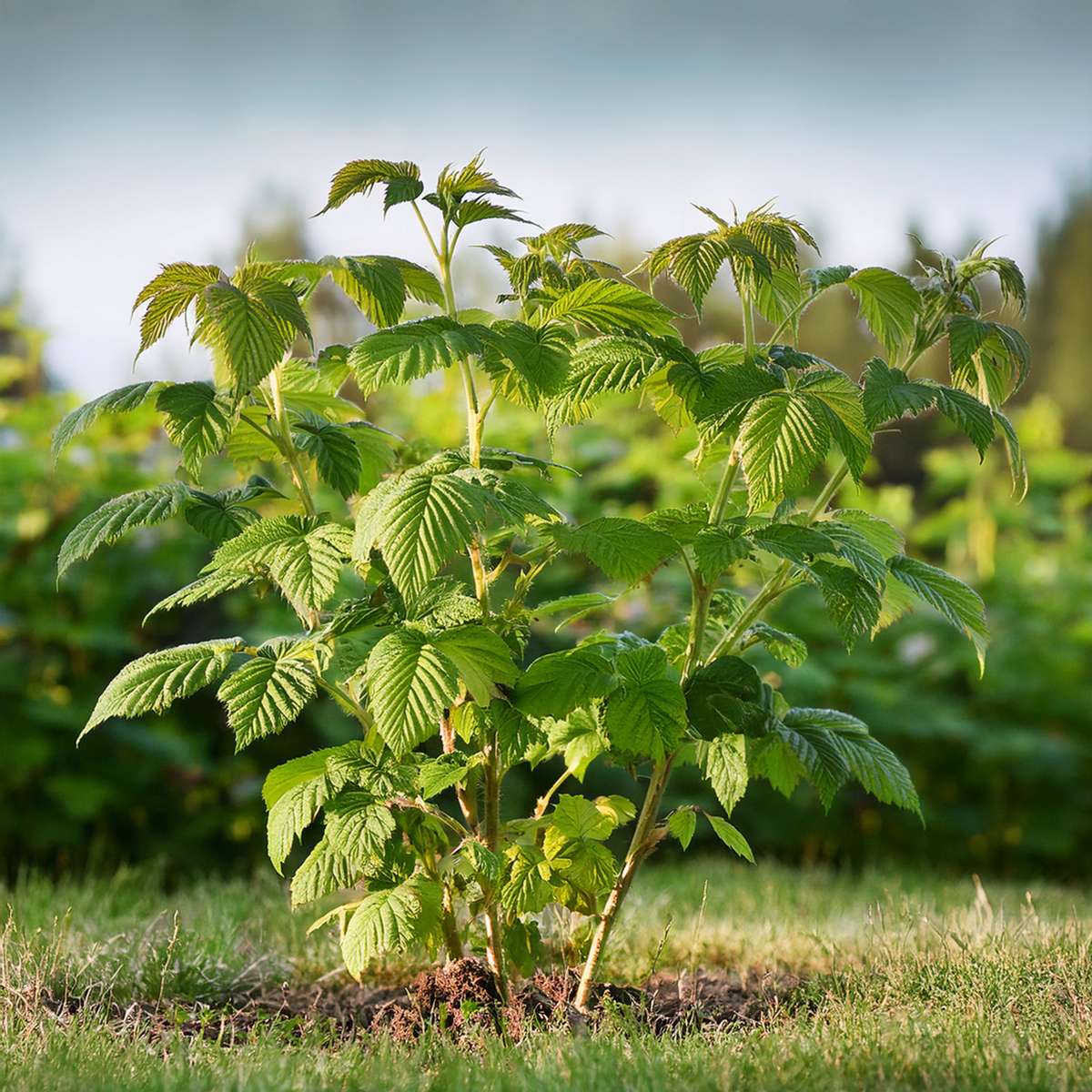 Fruit Trees Himbeerpflanze - 2 Stk - Rubus Idaeus 'Malling Promise' - Höhe 50-60Cm - ⌀15Cm 