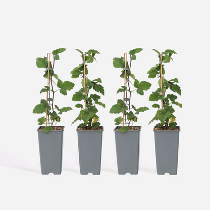 Fruit Trees Rote Johannisbeere - 4 Stk - Ribes Rubrum 'J. Van Tets' - Höhe 50-60Cm - ⌀15Cm 