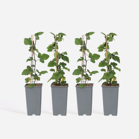 Fruit Trees Rote Johannisbeere - 4 Stk - Ribes Rubrum 'J. Van Tets' - Höhe 50-60Cm - ⌀15Cm 