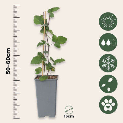 Fruit Trees Rote Johannisbeere - 4 Stk - Ribes Rubrum 'J. Van Tets' - Höhe 50-60Cm - ⌀15Cm 