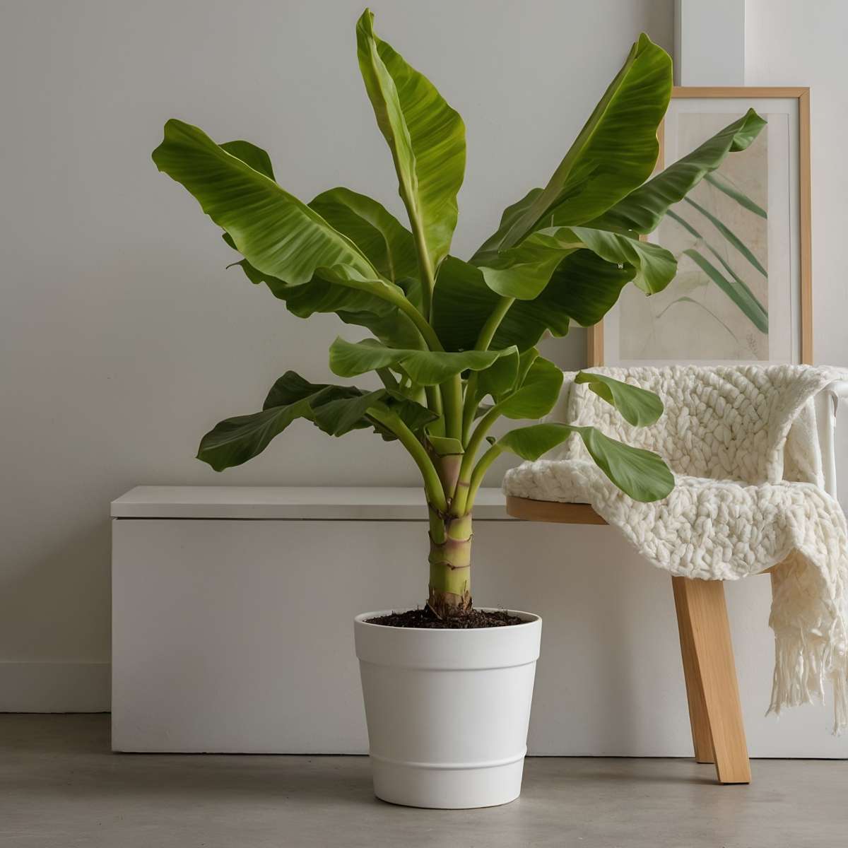 Fruit Trees Bananenpflanze - 2 Stk - Musa Basjoo - Höhe 55-70Cm - Topf 21Cm 