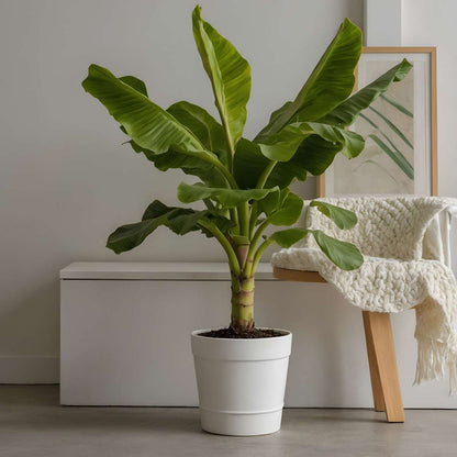 Fruit Trees Bananenpflanze - 2 Stk - Musa Basjoo - Höhe 55-70Cm - Topf 21Cm 