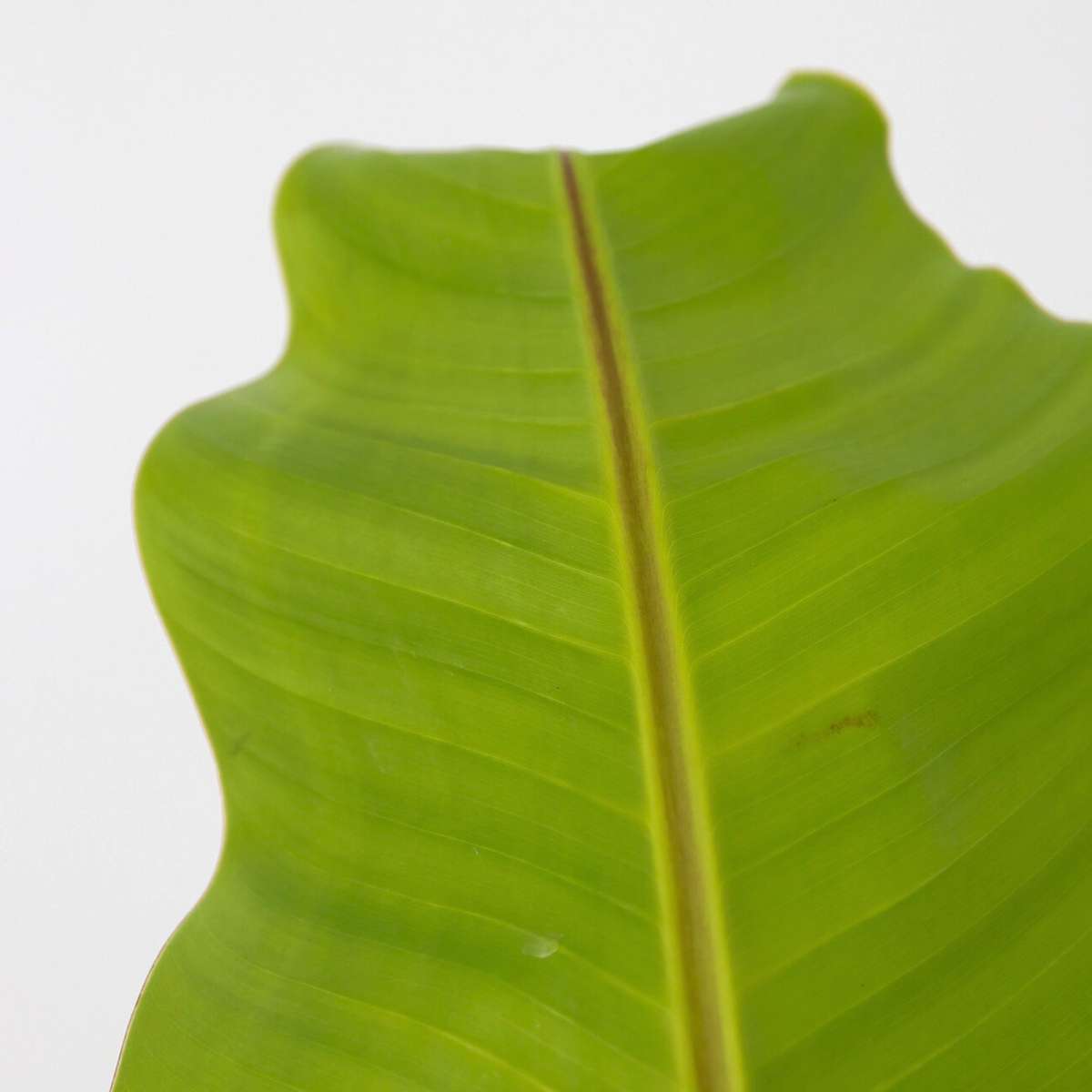 Fruit Trees Bananenpflanze - Musa Basjoo - Höhe 55-70Cm - Topf 21Cm 