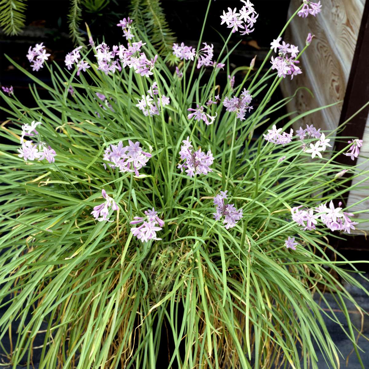 Ornamental Grasses Knobikraut - 6 Stk - Tulbaghia Violacea - Höhe 15-25Cm - ⌀9Cm 