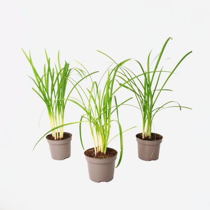 Ornamental Grasses Knobikraut - 3 Stk - Tulbaghia Violacea - Höhe 15-25Cm - ⌀9Cm 