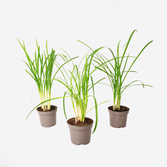 Ornamental Grasses Knobikraut - 3 Stk - Tulbaghia Violacea - Höhe 15-25Cm - ⌀9Cm 