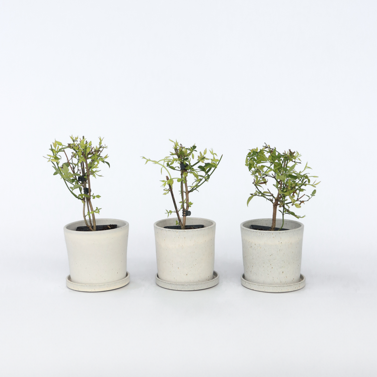 Other Garden Plants Jasmin - 6 Stk - Jasminum 'Summer Scent' - Höhe 25-40Cm - ⌀9Cm 