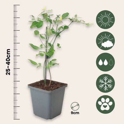 Other Garden Plants Jasmin - 6 Stk - Jasminum 'Summer Scent' - Höhe 25-40Cm - ⌀9Cm 