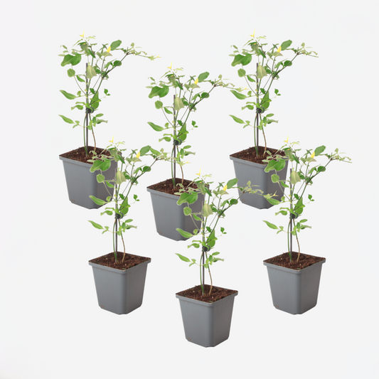 Other Garden Plants Jasmin - 6 Stk - Jasminum 'Summer Scent' - Höhe 25-40Cm - ⌀9Cm 