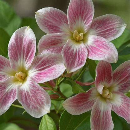 Other Garden Plants Jasmin - 3 Stk - Jasminum 'Summer Scent' - Höhe 25-40Cm - ⌀9Cm 