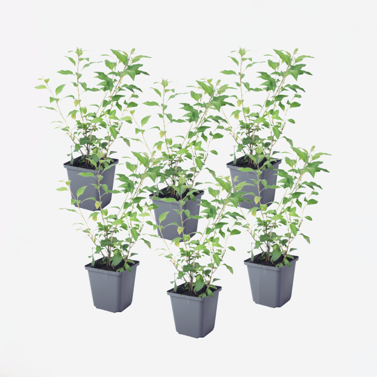 Other Shrubs Blaues Nachtschatt - 6 Stk - Lycianthes Rantonnetii - Höhe 25-40Cm - ⌀9Cm 