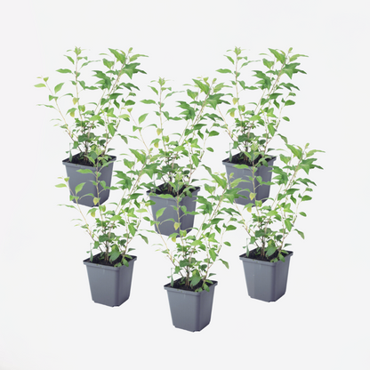 Other Shrubs Blaues Nachtschatt - 6 Stk - Lycianthes Rantonnetii - Höhe 25-40Cm - ⌀9Cm 