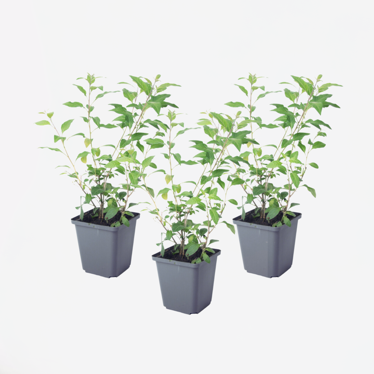 Other Shrubs Blaues Nachtschatt - 3 Stk - Lycianthes Rantonnetii - Höhe 25-40Cm - ⌀9Cm 