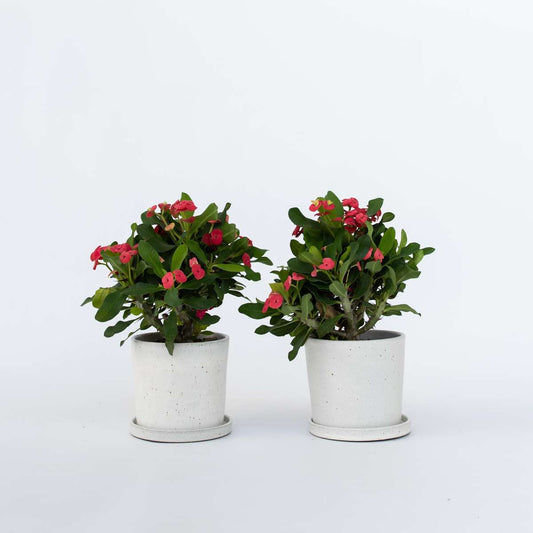 Other Green Houseplants Christusdorn - 2 Stk - Euphorbia 'Milii' - Höhe 25-35Cm - ⌀13Cm 