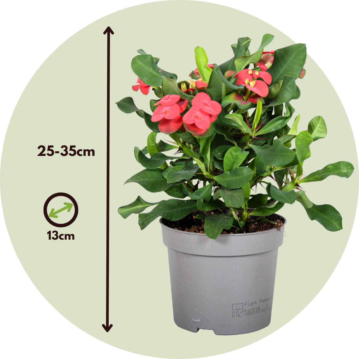 Other Green Houseplants Christusdorn - 2 Stk - Euphorbia 'Milii' - Höhe 25-35Cm - ⌀13Cm 