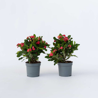 Other Green Houseplants Christusdorn - 2 Stk - Euphorbia 'Milii' - Höhe 25-35Cm - ⌀13Cm 