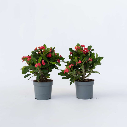 Other Green Houseplants Christusdorn - 2 Stk - Euphorbia 'Milii' - Höhe 25-35Cm - ⌀13Cm 