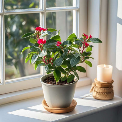 Other Green Houseplants Christusdorn - 2 Stk - Euphorbia 'Milii' - Höhe 25-35Cm - ⌀13Cm 