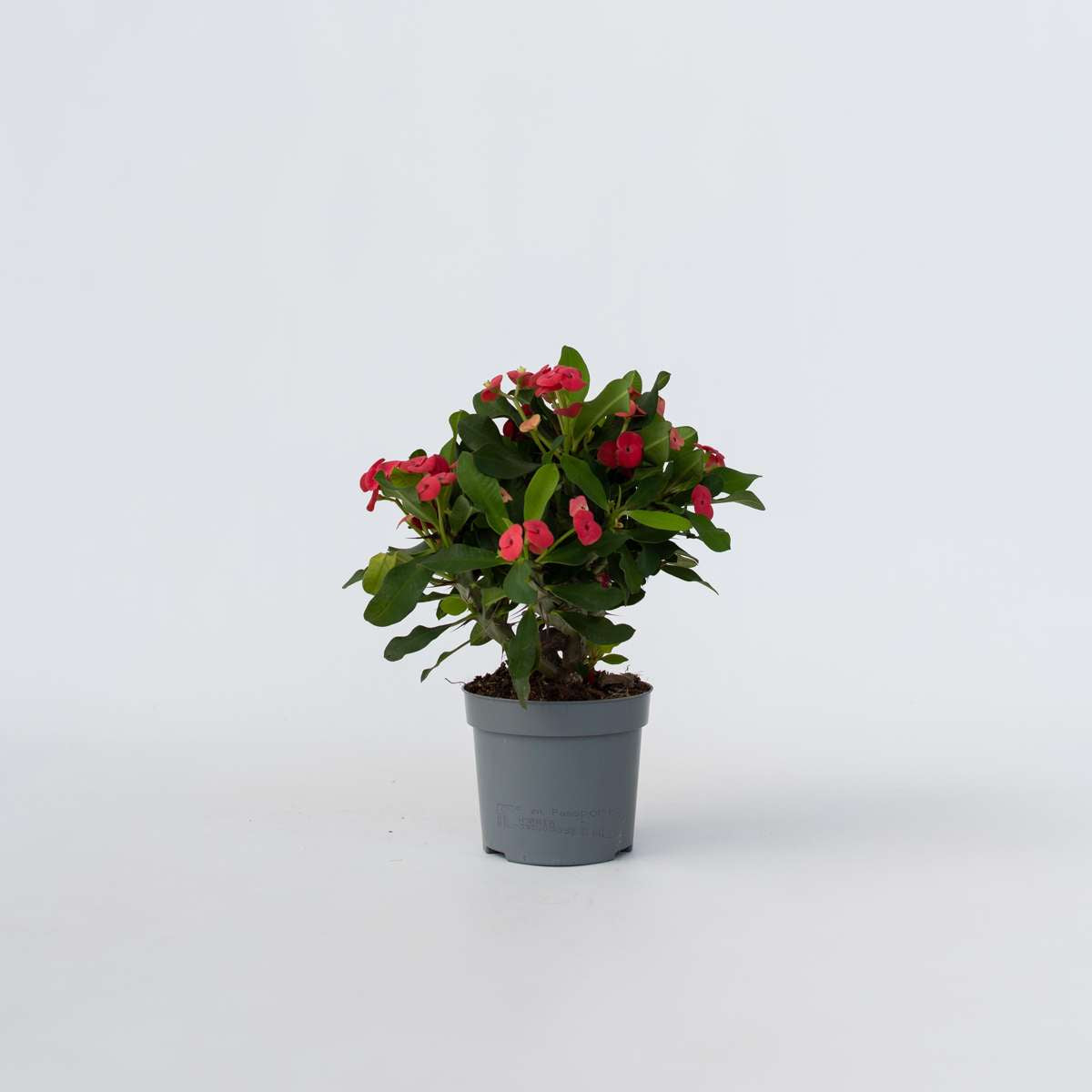 Succulents Christusdorn - Euphorbia 'Milii' - Höhe 25-35Cm - ⌀13Cm 