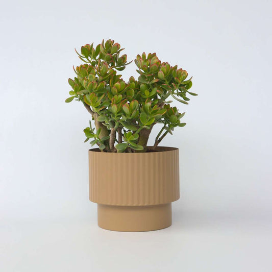 Succulents Jadepflanze - Crassula Ovata 'Sunset' - Höhe 55-60Cm - ⌀30Cm 