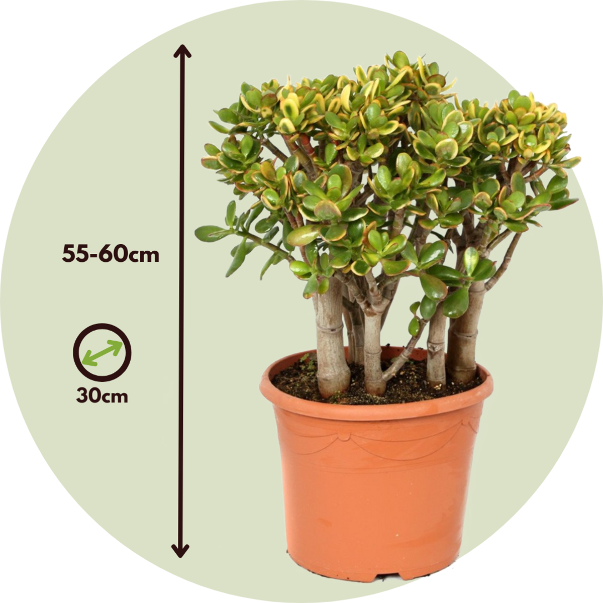 Succulents Jadepflanze - Crassula Ovata 'Sunset' - Höhe 55-60Cm - ⌀30Cm 