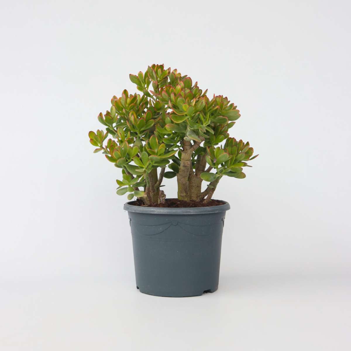Succulents Jadepflanze - Crassula Ovata 'Sunset' - Höhe 55-60Cm - ⌀30Cm 