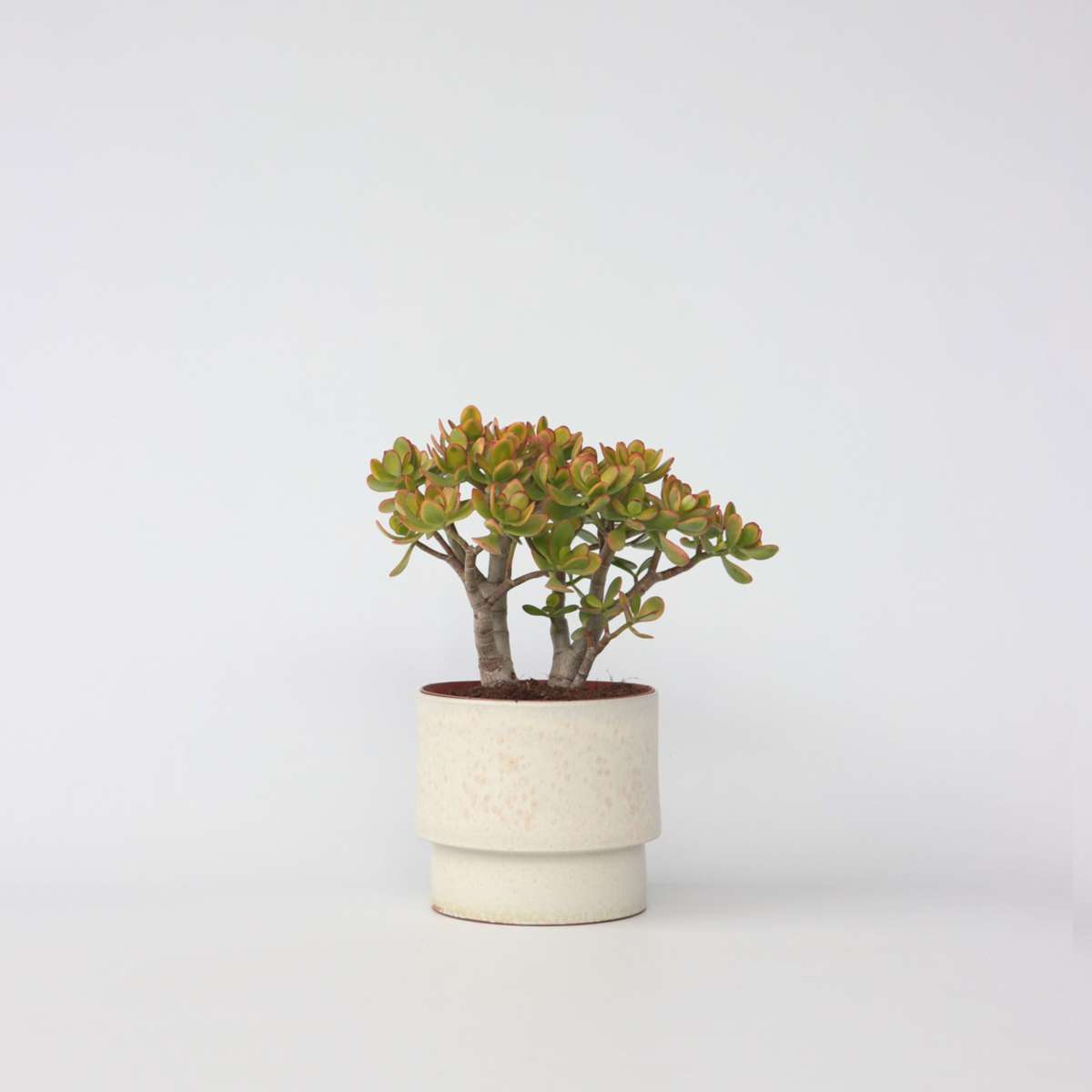 Succulents Jadepflanze - Crassula Ovata 'Sunset' - Höhe 30-35Cm - ⌀17Cm 