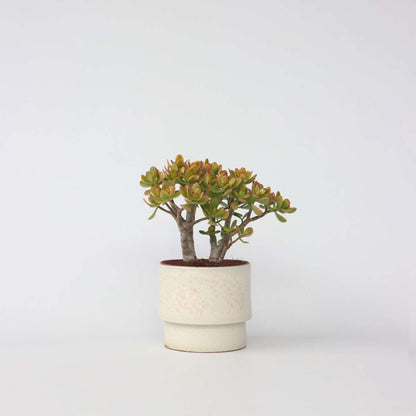 Succulents Jadepflanze - Crassula Ovata 'Sunset' - Höhe 30-35Cm - ⌀17Cm 