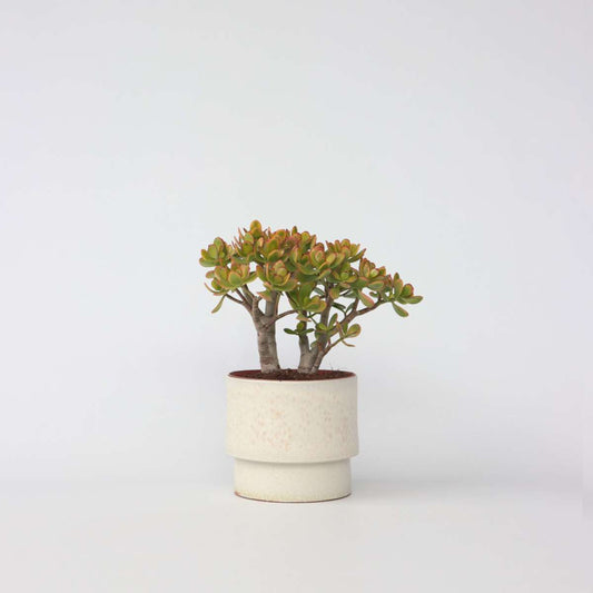 Succulents Jadepflanze - Crassula Ovata 'Sunset' - Höhe 30-35Cm - ⌀17Cm 