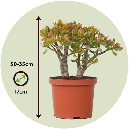 Succulents Jadepflanze - Crassula Ovata 'Sunset' - Höhe 30-35Cm - ⌀17Cm 