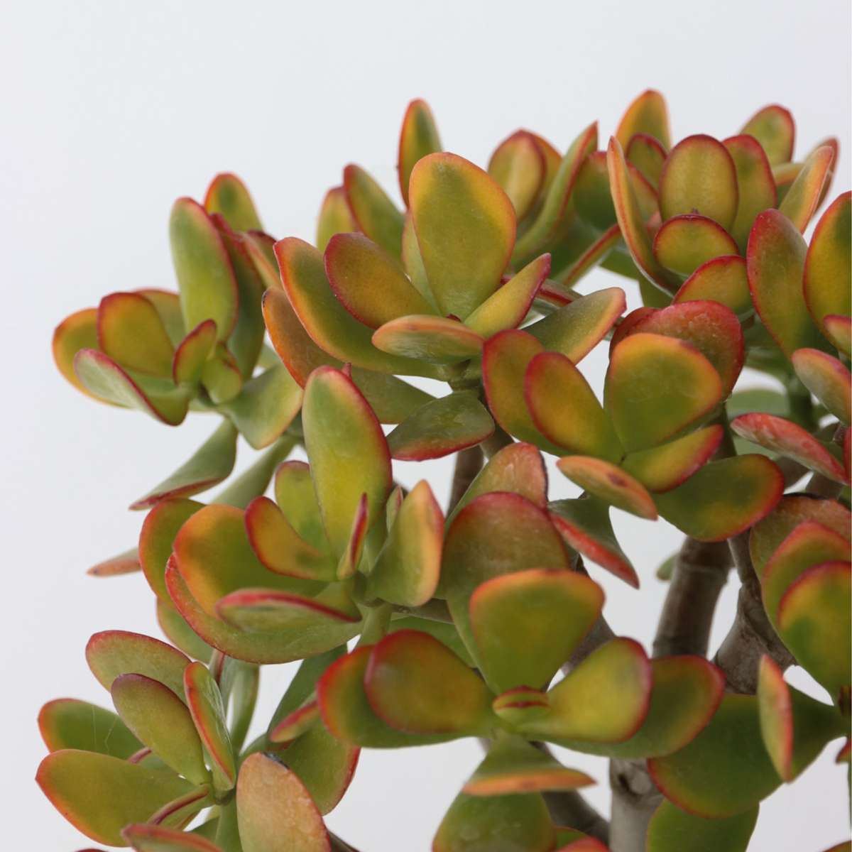 Succulents Jadepflanze - Crassula Ovata 'Sunset' - Höhe 30-35Cm - ⌀17Cm 