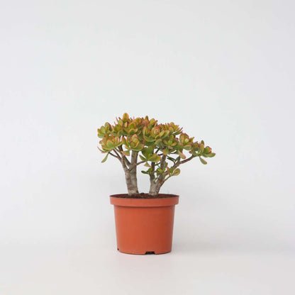 Succulents Jadepflanze - Crassula Ovata 'Sunset' - Höhe 30-35Cm - ⌀17Cm 