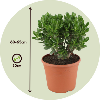 Succulents Jadepflanze - Crassula Ovata 'Minor' - Höhe 60-65Cm - ⌀30Cm 