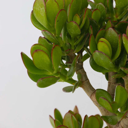 Succulents Jadepflanze - Crassula Ovata 'Minor' - Höhe 60-65Cm - ⌀30Cm 