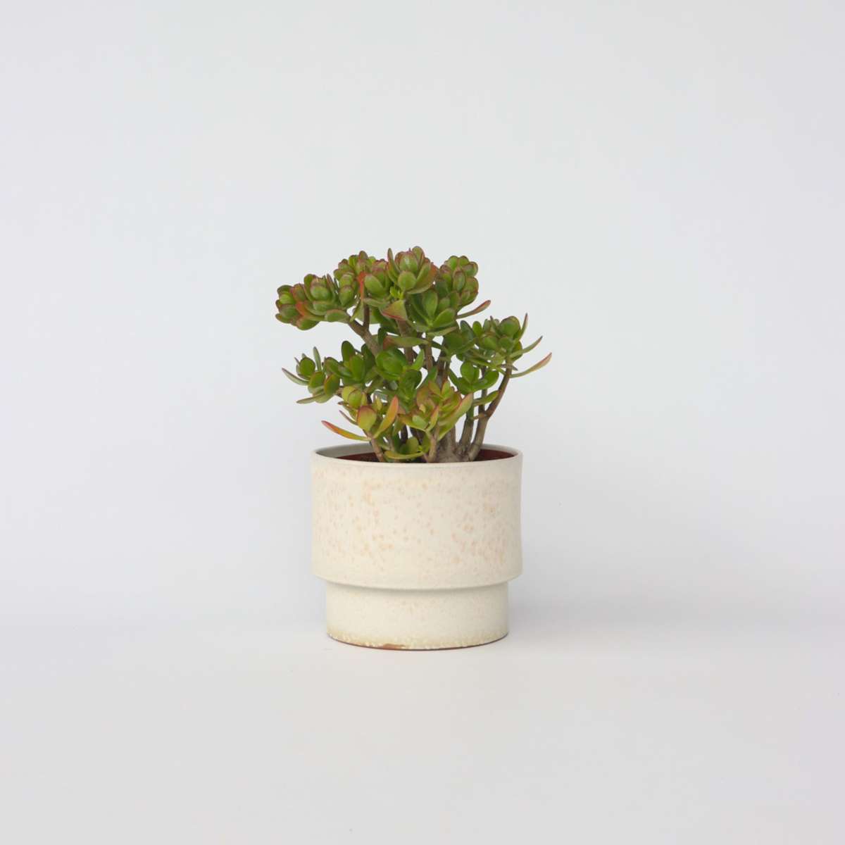 Succulents Jadepflanze - Crassula Ovata 'Minor' - Höhe 45-50Cm - ⌀23Cm 