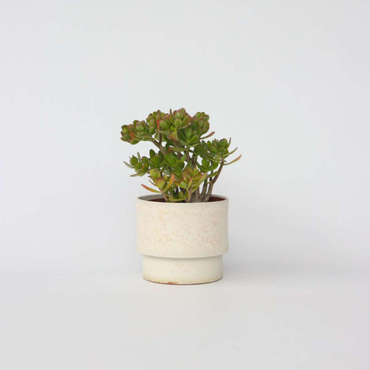 Succulents Jadepflanze - Crassula Ovata 'Minor' - Höhe 45-50Cm - ⌀23Cm 