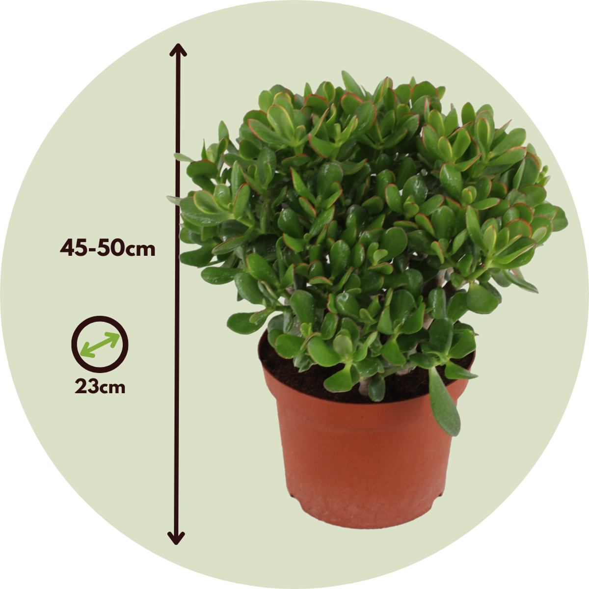 Succulents Jadepflanze - Crassula Ovata 'Minor' - Höhe 45-50Cm - ⌀23Cm 