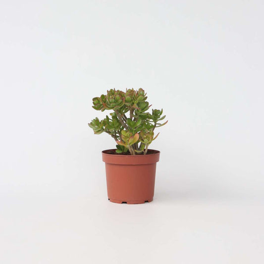 Succulents Jadepflanze - Crassula Ovata 'Minor' - Höhe 45-50Cm - ⌀23Cm 