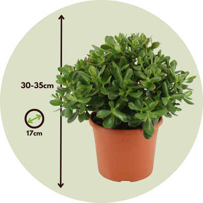 Succulents Jadepflanze - Crassula Ovata 'Minor' - Höhe 30-35Cm - ⌀17Cm 