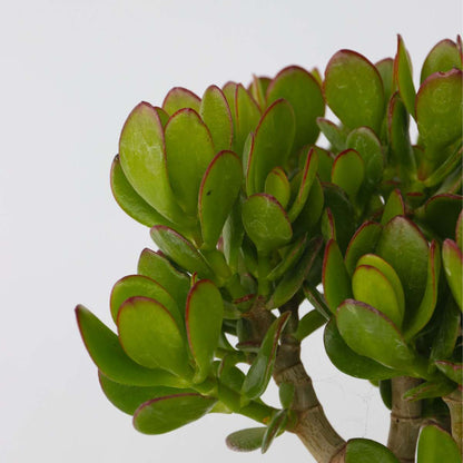 Succulents Jadepflanze - Crassula Ovata 'Minor' - Höhe 30-35Cm - ⌀17Cm 