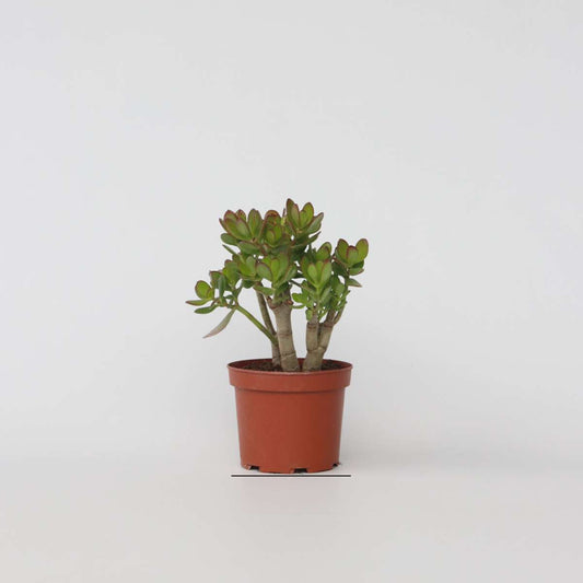 Succulents Jadepflanze - Crassula Ovata 'Minor' - Höhe 30-35Cm - ⌀17Cm 