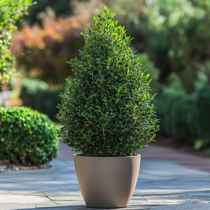 Hedge Plants Japanische Stechpalme - 2 Stk - Ilex Crenata 'Jenny' - Höhe 55-65Cm - ⌀21Cm 