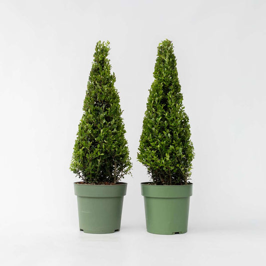 Hedge Plants Japanische Stechpalme - 2 Stk - Ilex Crenata 'Jenny' - Höhe 55-65Cm - ⌀21Cm 
