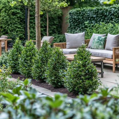 Hedge Plants Japanische Stechpalme - 2 Stk - Ilex Crenata 'Jenny' - Höhe 55-65Cm - ⌀21Cm 