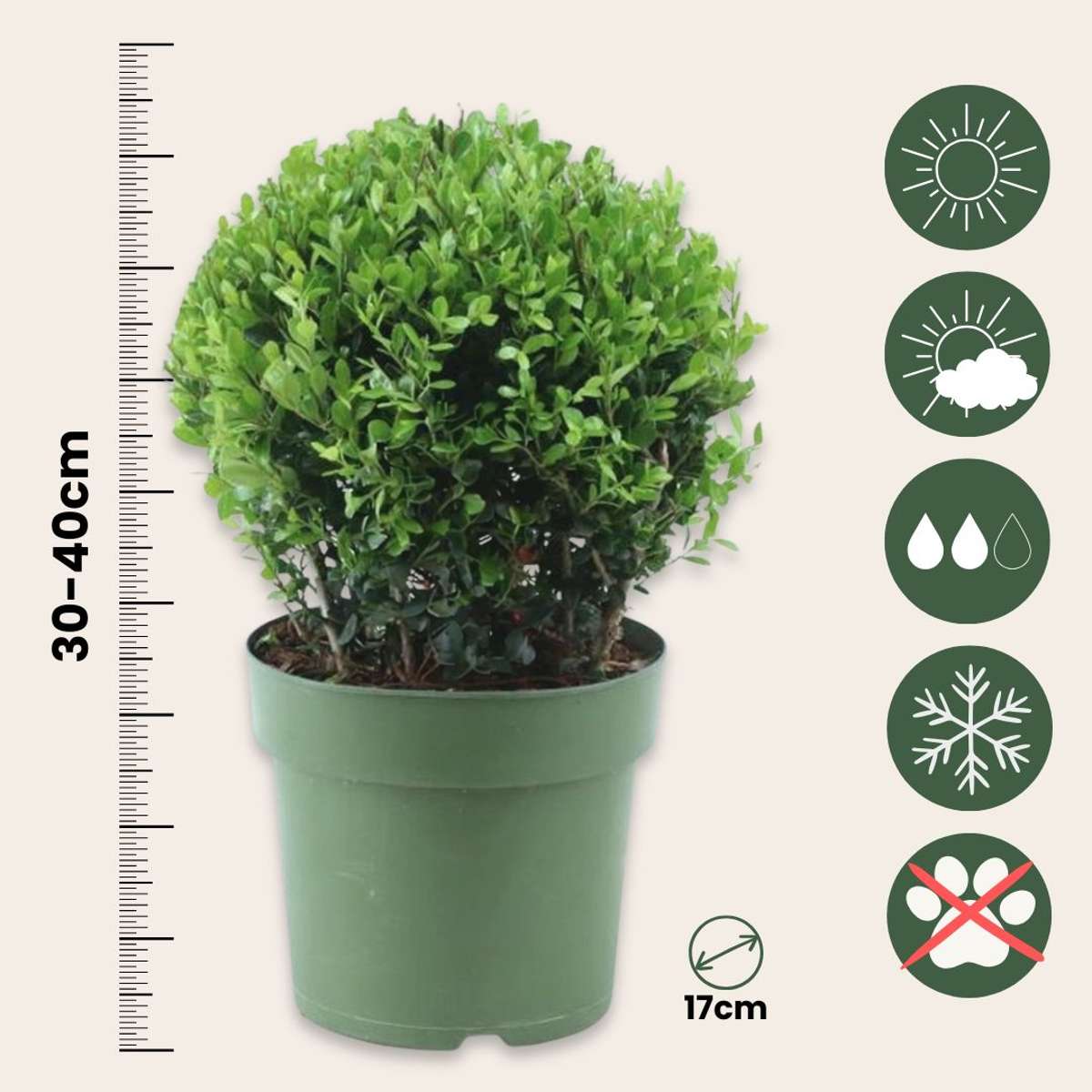 Hedge Plants Japanische Stechpalme - 2 Stk - Ilex Crenata 'Jenny' - Höhe 30-40Cm - ⌀17Cm 