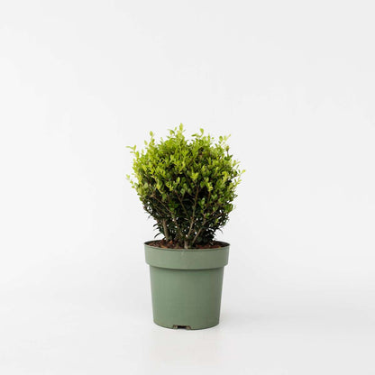 Hedge Plants Japanische Stechpalme - Ilex Crenata 'Jenny' - Höhe 30-40Cm - ⌀17Cm 