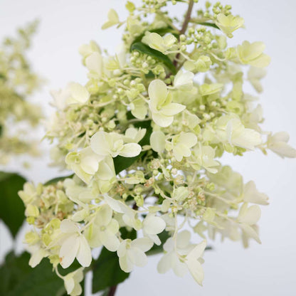 Hydrangea Hortensie - 2 Stk - Hydrangea Paniculata 'Candlelight' - Höhe 25-40Cm - ⌀19Cm 