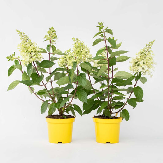 Hydrangea Hortensie - 2 Stk - Hydrangea Paniculata 'Candlelight' - Höhe 25-40Cm - ⌀19Cm 
